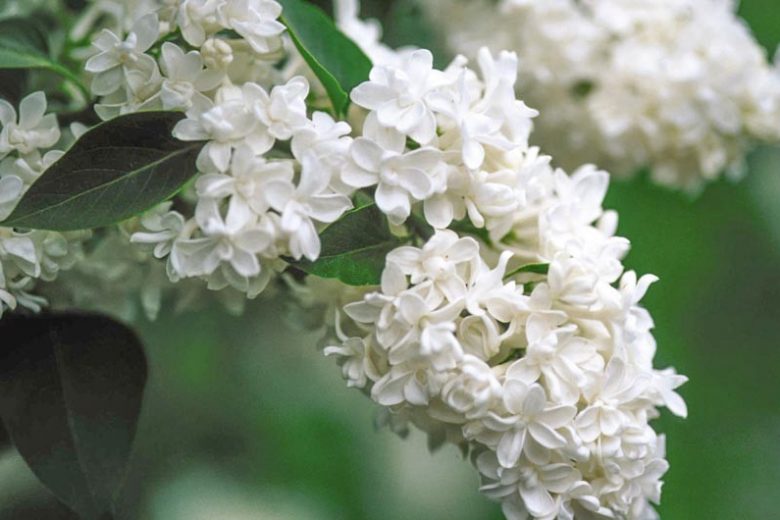 Syringa vulgaris 'Madame Lemoine',Syringa 'Madame Lemoine', Lilac 'Madame Lemoine', White lilac, Fragrant Lilac, White Flowers, Fragrant Shrub, Fragrant Tree