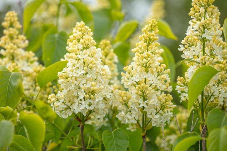 Syringa vulgaris 'Primrose',Syringa 'Primrose', Lilac 'Primrose', Yellow lilac, Fragrant Lilac, Yellow Flowers, Fragrant Shrub, Fragrant Tree