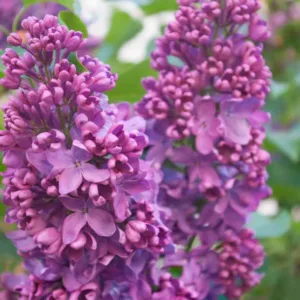 Syringa vulgaris 'Yankee Doodle',Syringa 'Yankee Doodle', Lilac 'Yankee Doodle', Purple lilac, Fragrant Lilac, Purple Flowers, Fragrant Shrub, Fragrant Tree