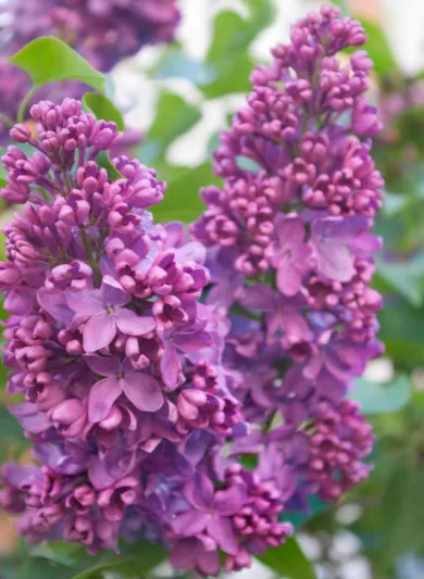 Syringa vulgaris 'Yankee Doodle',Syringa 'Yankee Doodle', Lilac 'Yankee Doodle', Purple lilac, Fragrant Lilac, Purple Flowers, Fragrant Shrub, Fragrant Tree