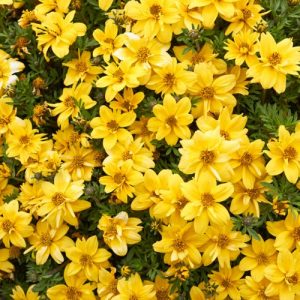 Tagetes lemmonii, Mexican Marigold, Shrub Marigold, Mexican Bush Marigold, Mount Lemmon Marigold, Copper Canyon Daisy, Mediterranean shrubs, Evergreen Shrubs, Yellow flowers, Orange flowers, drought tolerant flowers