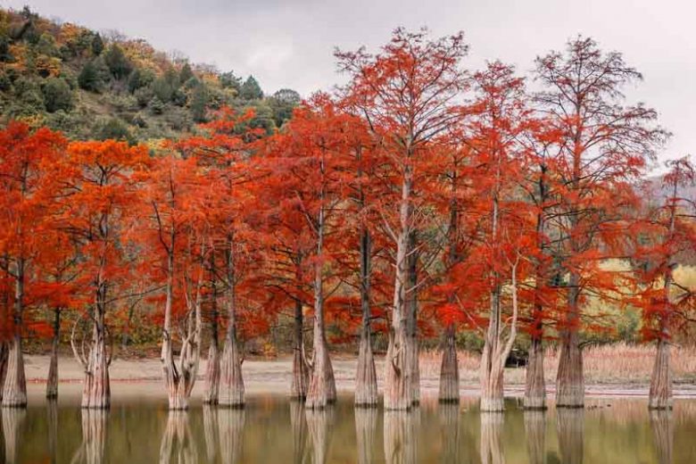 Taxodium distichum,Bald Cypress, Swamp Cypress, Deciduous Cypress, Sabino Tree, Southern Cypress, White Cypress, Tree with fall color, Fall color, Attractive bark Tree, Golden leaves