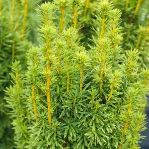 Taxus baccata 'David', English Yew 'David', Common Yew 'David', Evergreen Shrub, Evergreen Tree, Golden Conifer, Yellow Conifer