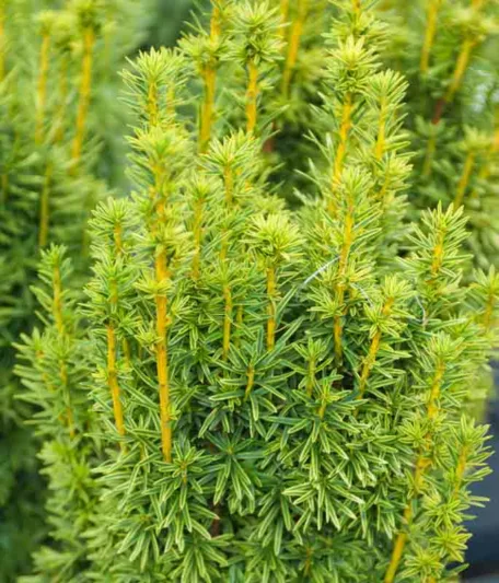 Taxus baccata 'David', English Yew 'David', Common Yew 'David', Evergreen Shrub, Evergreen Tree, Golden Conifer, Yellow Conifer