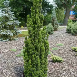 Taxus baccata 'Fastigiata',English Yew 'Fastigiata', Common Yew 'Fastigiata', Irish Yew 'Fastigiata', Florence Court Yew 'Fastigiata', Taxus baccata 'Hibernica', Blue John 'Fastigiata',  Court Yew 'Fastigiata', Evergreen Shrub, Evergreen Tree