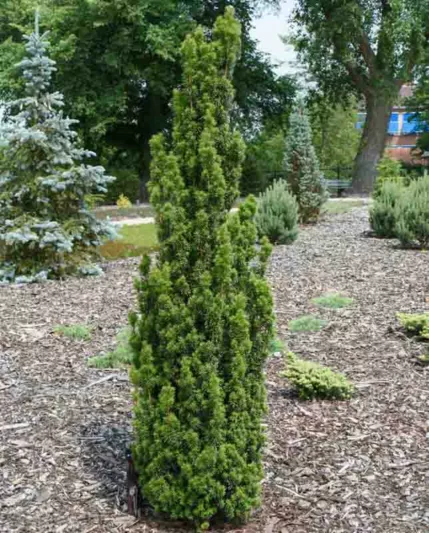 Taxus baccata 'Fastigiata',English Yew 'Fastigiata', Common Yew 'Fastigiata', Irish Yew 'Fastigiata', Florence Court Yew 'Fastigiata', Taxus baccata 'Hibernica', Blue John 'Fastigiata',  Court Yew 'Fastigiata', Evergreen Shrub, Evergreen Tree