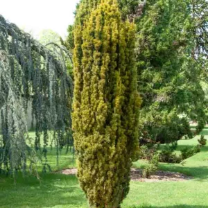 Taxus baccata 'Fastigiata Aurea',Irish Yew 'Fastigiata Aurea', Florence Court Yew 'Fastigiata Aurea', Blue John 'Fastigiata Aurea',  Court Yew 'Fastigiata Aurea', Golden Irish Yew', Evergreen Shrub, Evergreen Tree
