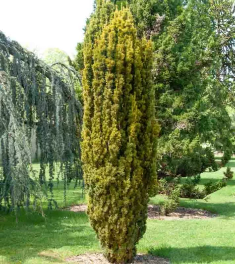 Taxus baccata 'Fastigiata Aurea',Irish Yew 'Fastigiata Aurea', Florence Court Yew 'Fastigiata Aurea', Blue John 'Fastigiata Aurea',  Court Yew 'Fastigiata Aurea', Golden Irish Yew', Evergreen Shrub, Evergreen Tree