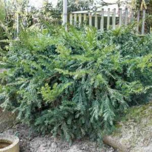 Taxus baccata 'Repandens', English Yew 'Repandens', Common Yew 'Repandens', Evergreen Shrub, Evergreen Tree
