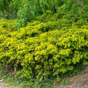 Taxus baccata 'Repens Aurea', English Yew 'Repens Aurea', Common Yew 'Repens Aurea', Taxus baccata 'Repandens Aurea', Evergreen Shrub, Evergreen Tree, Golden Conifer