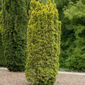 Taxus baccata 'Standishii', English Yew 'Standishii', Common Yew 'Standishii', Evergreen Shrub, Evergreen Tree