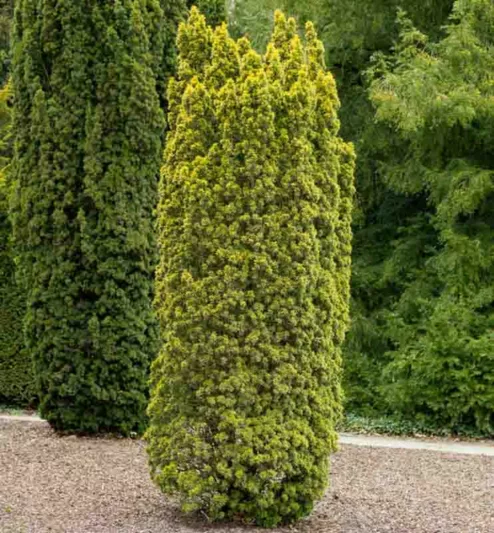 Taxus baccata 'Standishii', English Yew 'Standishii', Common Yew 'Standishii', Evergreen Shrub, Evergreen Tree
