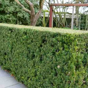 Taxus × media 'Hicksii',  Yew 'Hicksii', Hicksii Yew, Anglo-Japanese Yew 'Hicksii', Evergreen Shrub, Evergreen Tree