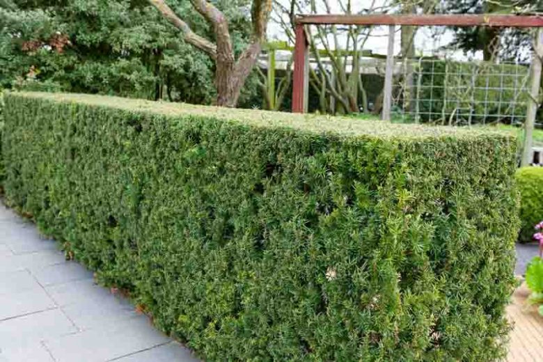 Taxus × media 'Hicksii',  Yew 'Hicksii', Hicksii Yew, Anglo-Japanese Yew 'Hicksii', Evergreen Shrub, Evergreen Tree