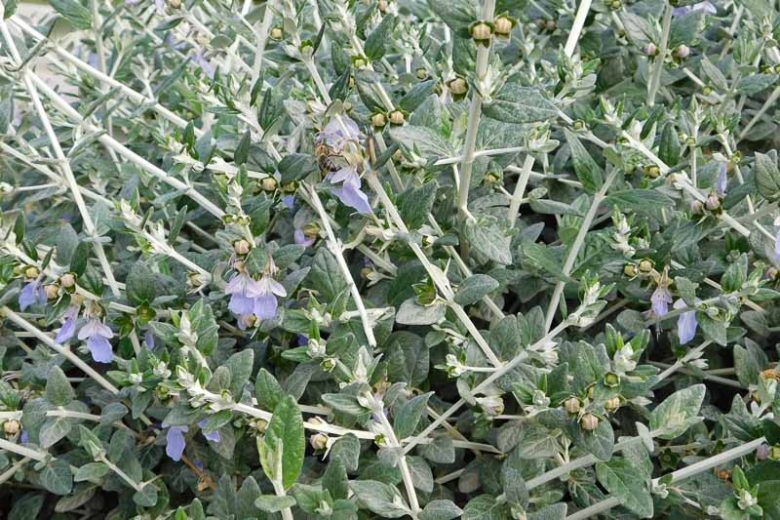 Teucrium fruticans, Tree Germander, Shrubby Germander, Bush Germander, Silver Germander, Mediterranean plants, Mediterranean shrubs, Drought tolerant Shrubs, Silver shrubs