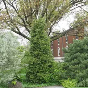 Thuja 'Green Giant' (Arborvitae), Green Giant Arborvitae, Thuja plicata x standishii 'Green Giant', Eergreen Tree