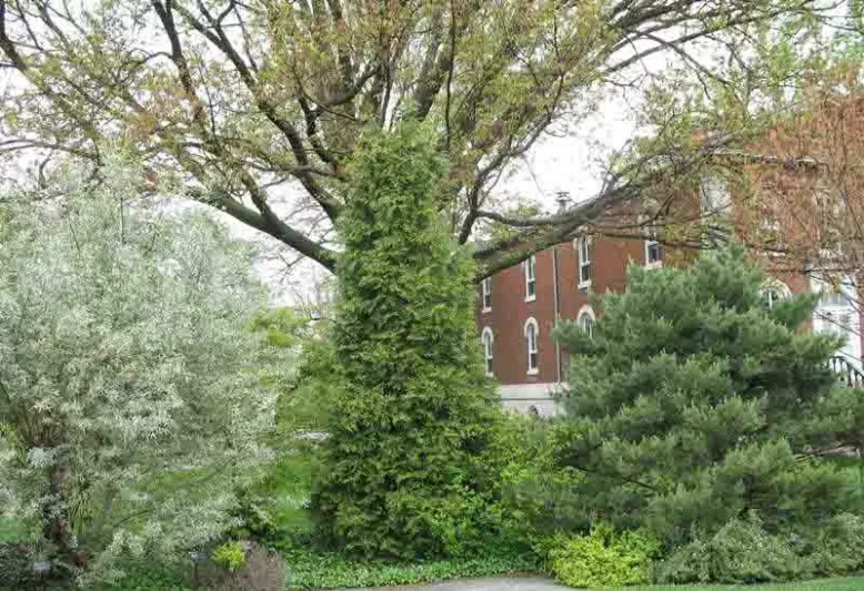 Thuja 'Green Giant' (Arborvitae), Green Giant Arborvitae, Thuja plicata x standishii 'Green Giant', Eergreen Tree