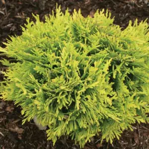 Thuja Occidentalis Anna's Magic Ball®, Anna's Magic Ball Arborvitae, White Cedar Anna's Magic Ball®, Northern White Cedar Anna's Magic Ball®, Swamp Cedar Anna's Magic Ball®, Yellow Thuja, Golden Thuja,