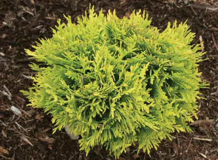 Thuja Occidentalis Anna's Magic Ball®, Anna's Magic Ball Arborvitae, White Cedar Anna's Magic Ball®, Northern White Cedar Anna's Magic Ball®, Swamp Cedar Anna's Magic Ball®, Yellow Thuja, Golden Thuja,