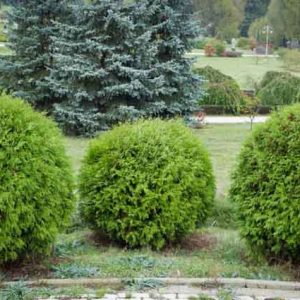 Thuja Occidentalis 'Danica', Danica Arborvitae, White Cedar 'Danica', Northern White Cedar 'Danica', Swamp Cedar 'Danica'