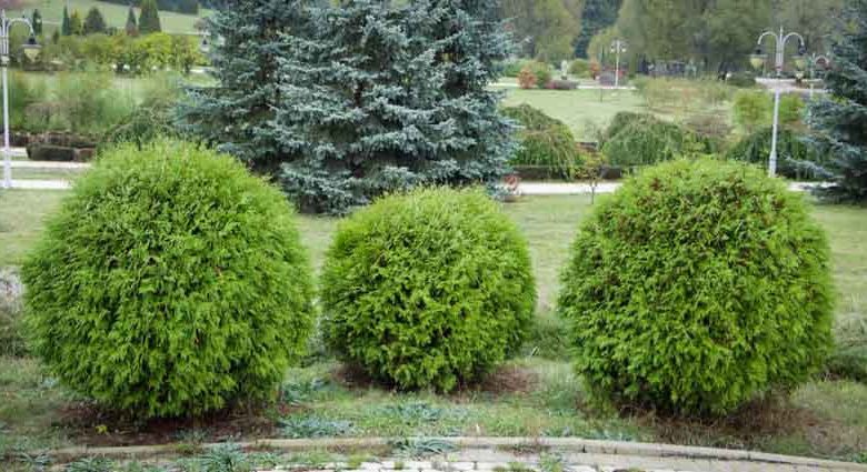 Thuja Occidentalis 'Danica', Danica Arborvitae, White Cedar 'Danica', Northern White Cedar 'Danica', Swamp Cedar 'Danica'