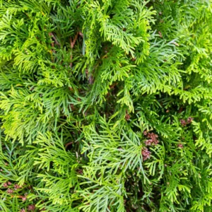 Thuja Occidentalis 'Degroot's Spire', American Arborvitae, Degroot's Spire Arborvitae, Evergreen Shrub, Evergreen Tree, Fragrant Shrub, Fragrant Tree