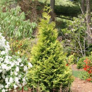 Thuja Occidentalis Polar Gold®, Polar Gold Arborvitae, White Cedar Polar Gold®, Northern White Cedar Polar Gold®, Swamp Cedar Polar Gold®, Golden Thuja, Yellow Thuja