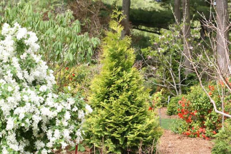 Thuja Occidentalis Polar Gold®, Polar Gold Arborvitae, White Cedar Polar Gold®, Northern White Cedar Polar Gold®, Swamp Cedar Polar Gold®, Golden Thuja, Yellow Thuja