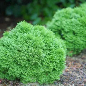 Thuja Occidentalis Tater Tot™, Tiny Tot Arborvitae, White Cedar Tater Tot™, Northern White Cedar Tater Tot™, Swamp Cedar Tater Tot™, Dwarf Thuja, Small Thuja,