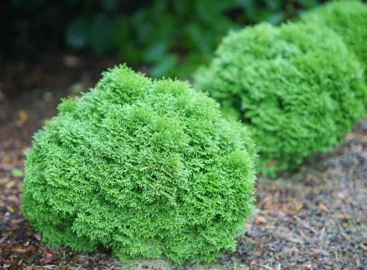 Thuja Occidentalis Tater Tot™, Tiny Tot Arborvitae, White Cedar Tater Tot™, Northern White Cedar Tater Tot™, Swamp Cedar Tater Tot™, Dwarf Thuja, Small Thuja,