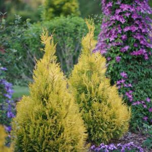 Thuja plicata 'Fluffy', Fluffy Western Arborvitae, Western Red Cedar 'Fluffy', British Columbia Cedar 'Fluffy', Californian White Cedar 'Fluffy', Giant Arbovitae 'Fluffy', Nootka Sound arbovitae 'Fluffy'