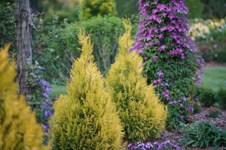 Thuja plicata 'Fluffy', Fluffy Western Arborvitae, Western Red Cedar 'Fluffy', British Columbia Cedar 'Fluffy', Californian White Cedar 'Fluffy', Giant Arbovitae 'Fluffy', Nootka Sound arbovitae 'Fluffy'
