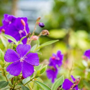 Tibouchina urvilleana, Princess Flower, Lasiandra, Purple Glory Bush, Pleroma, Purple Glory Tree, Flowering Shrub, Purple Flowers