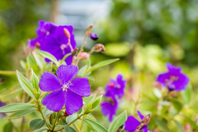 Tibouchina urvilleana, Princess Flower, Lasiandra, Purple Glory Bush, Pleroma, Purple Glory Tree, Flowering Shrub, Purple Flowers