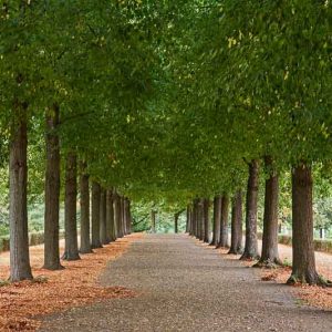 Tilia americana, American Linden, American Basswood, American Lime, Deciduous Tree