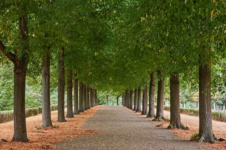 Tilia americana, American Linden, American Basswood, American Lime, Deciduous Tree