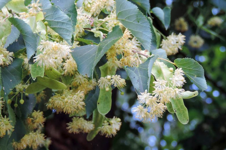 Tilia x europaea, European Linden, European Lime, European Basswood, Deciduous Tree, Fall Color