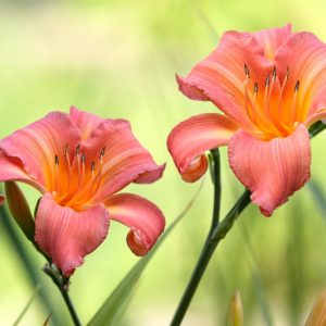 Top Daylilies, Top Hemerocallis, Best Daylilies, Best Hemerocallis, Favorite Daylilies, Favorite Hemerocallis