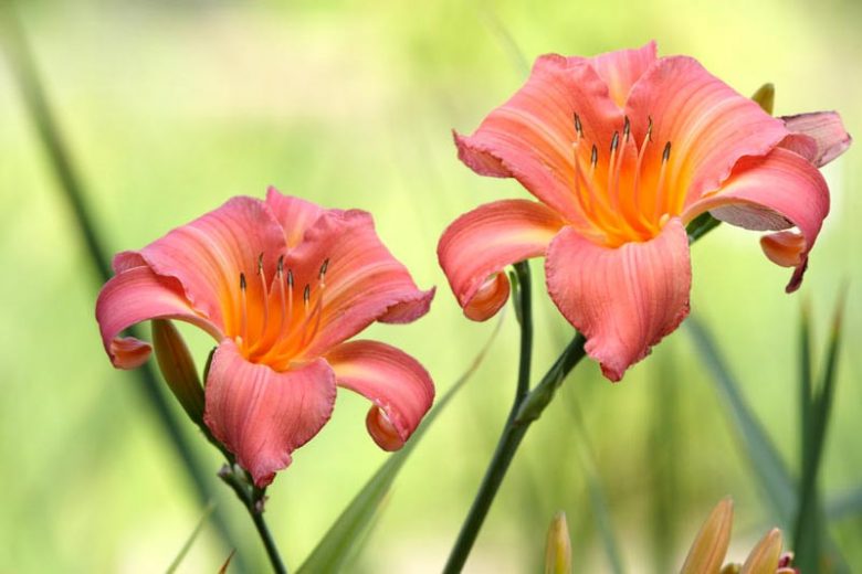 Top Daylilies, Top Hemerocallis, Best Daylilies, Best Hemerocallis, Favorite Daylilies, Favorite Hemerocallis