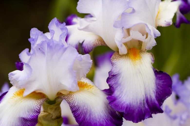 Bearded Irises, Tall Bearded Irises, Favorite Bearded Irises, Award-Winning Irises, Dykes Medal, Iris Bloom Times, Early season Irises, Late Season Irises, Early Irises, Late Irises