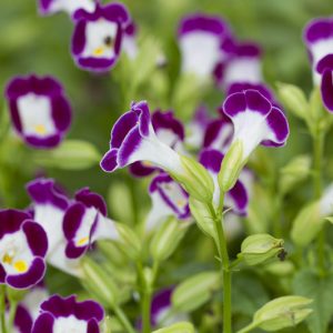 Torenia fournieri, Wishbone Flower, Blue Wing Flower, Bluewing, Blue Flowers