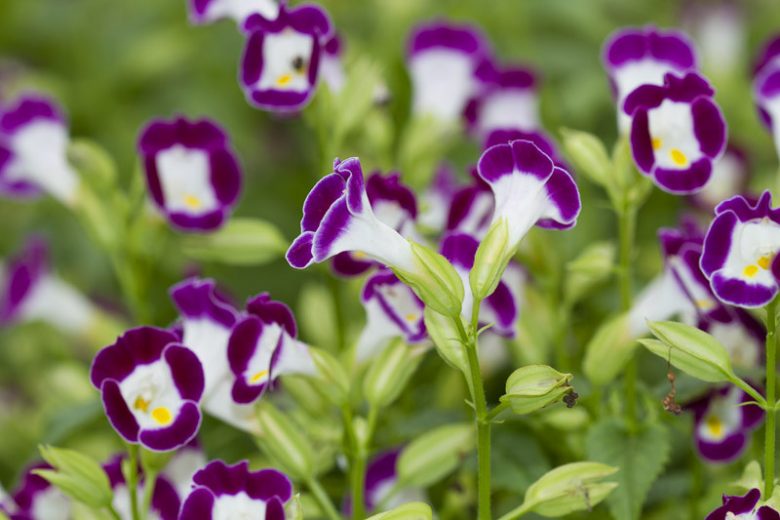 Torenia fournieri, Wishbone Flower, Blue Wing Flower, Bluewing, Blue Flowers