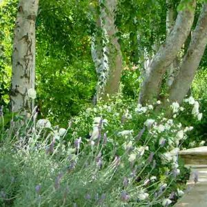 Katie Moss Landscape Design