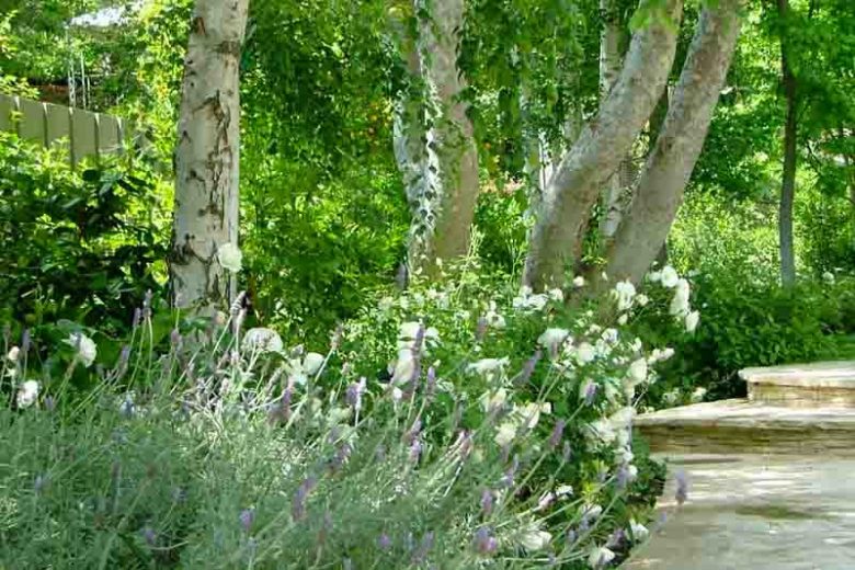 Katie Moss Landscape Design