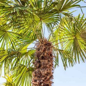 Dicksonia antarctica, Soft Tree Fern, Australian Tree Fern, Tasmanian Tree Fern, WoollyTree Fern, Drought tolerant tree
