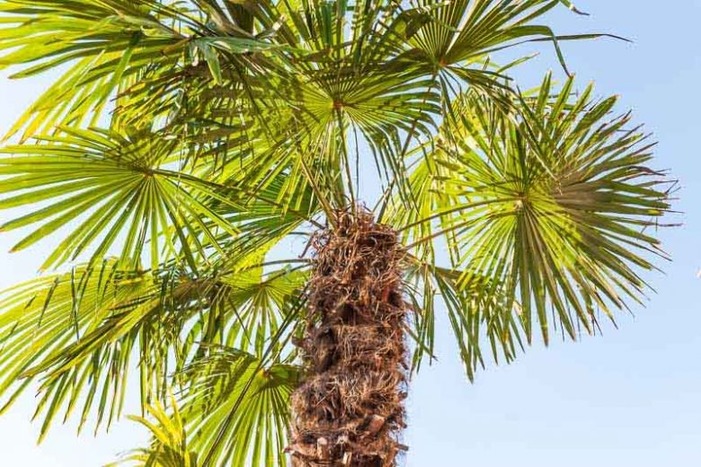 Dicksonia antarctica, Soft Tree Fern, Australian Tree Fern, Tasmanian Tree Fern, WoollyTree Fern, Drought tolerant tree