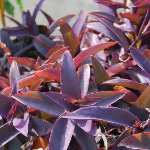 Tradescantia pallida Purpurea, Purple Heart, Purple Queen, Wandering Jew 'Purpurea', Purple Spiderwort, Setcreasea purpurea, Setcreasea tampicana, Tradescantia pallida 'Purple Heart', Tradescantia purpurea, Purple groundcover
