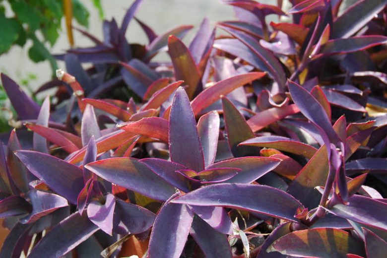 Tradescantia pallida Purpurea, Purple Heart, Purple Queen, Wandering Jew 'Purpurea', Purple Spiderwort, Setcreasea purpurea, Setcreasea tampicana, Tradescantia pallida 'Purple Heart', Tradescantia purpurea, Purple groundcover