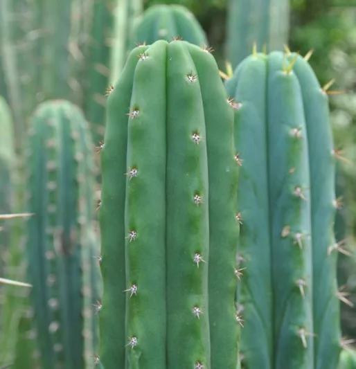 Trichocereus pachanoi, San Pedro Cactus, Columnar Cactus, Columnar Succulent