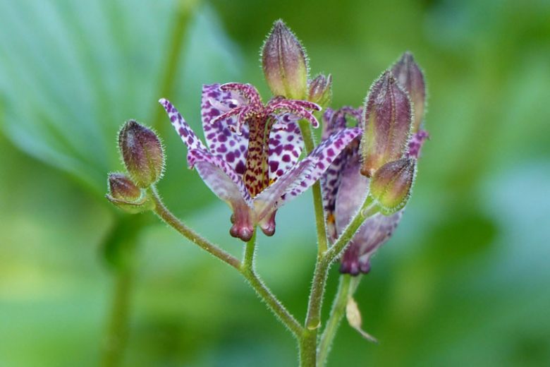 Tricyrtis Blue Wonder, Toad Lily 'Blue Wonder', Japanese Toad Lily, Purple flowers, flowers for shade, Fall perennial, Shade perennial
